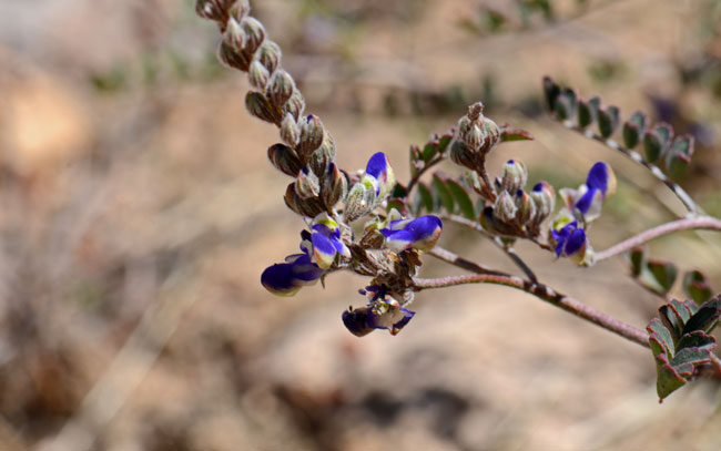 Marina parryi, Parry's False Prairie-clover, Southwest Desert Flora